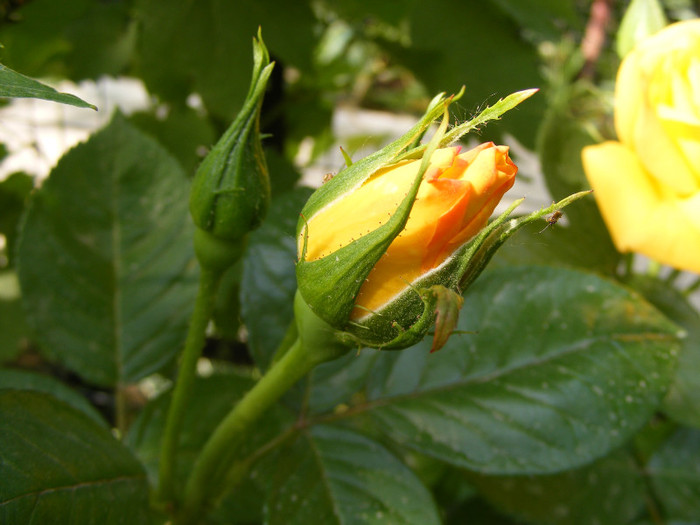 Sunblest-(Landora); Thea hybrid,floare mare,26-40 petale,parfum slab,inaltime0,9-1,3m
