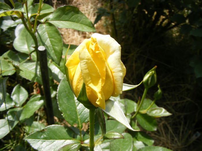 Sunblest-(Landora); Thea hybrid,floare mare,26-40 petale,parfum slab,inaltime0,9-1,3m
