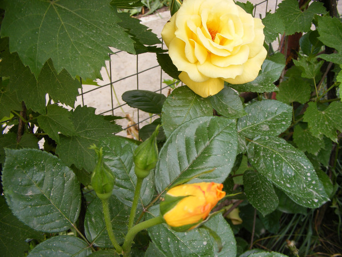 Sunblest-(Landora); Thea hybrid,floare mare,26-40 petale,parfum slab,inaltime0,9-1,3m
