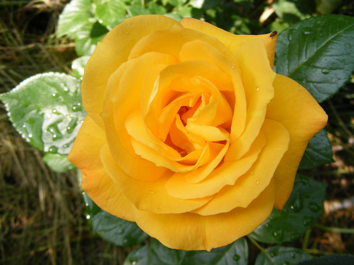 Sunblest-(Landora); Thea hybrid,floare mare,26-40 petale,parfum slab,inaltime0,9-1,3m
