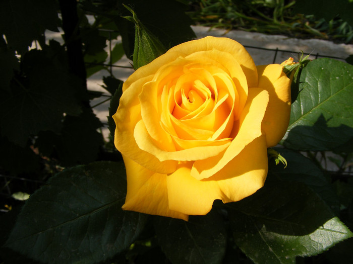 Sunblest-(Landora); Thea hybrid,floare mare,26-40 petale,parfum slab,inaltime0,9-1,3m
