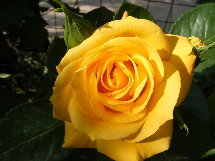 Sunblest-(Landora); Thea hybrid,floare mare,26-40 petale,parfum slab,inaltime0,9-1,3m
