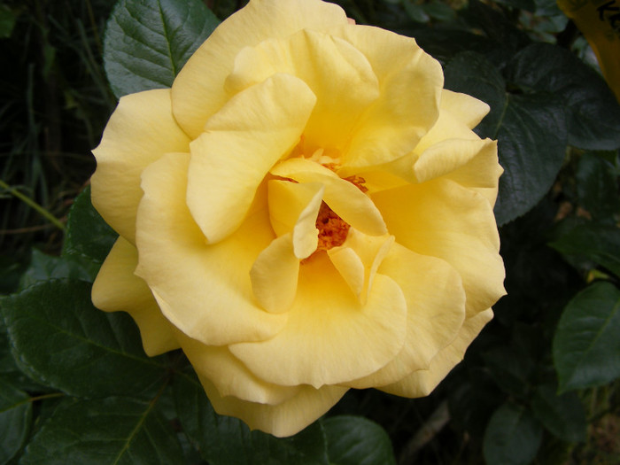 Sunblest-(Landora); Thea hybrid,floare mare,26-40 petale,parfum slab,inaltime0,9-1,3m
