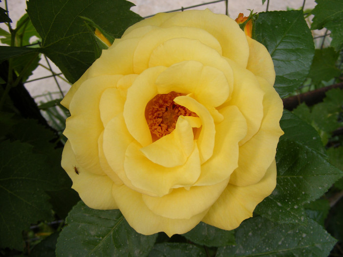 Sunblest-(Landora); Thea hybrid,floare mare,26-40 petale,parfum slab,inaltime0,9-1,3m
