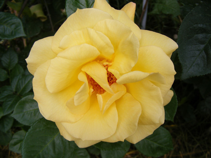 Sunblest-(Landora); Thea hybrid,floare mare,26-40 petale,parfum slab,inaltime0,9-1,3m
