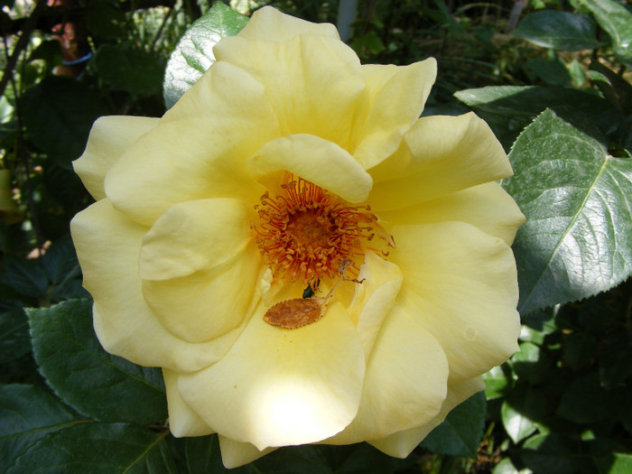 Sunblest-(Landora); Thea hybrid,floare mare,26-40 petale,parfum slab,inaltime0,9-1,3m
