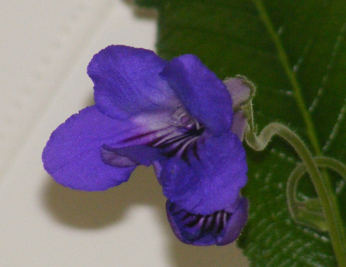  - streptocarpus violet