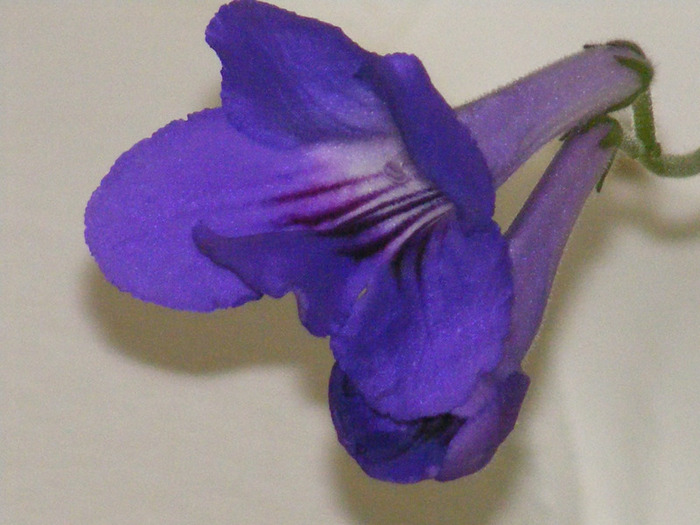  - streptocarpus violet