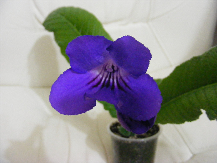  - streptocarpus violet