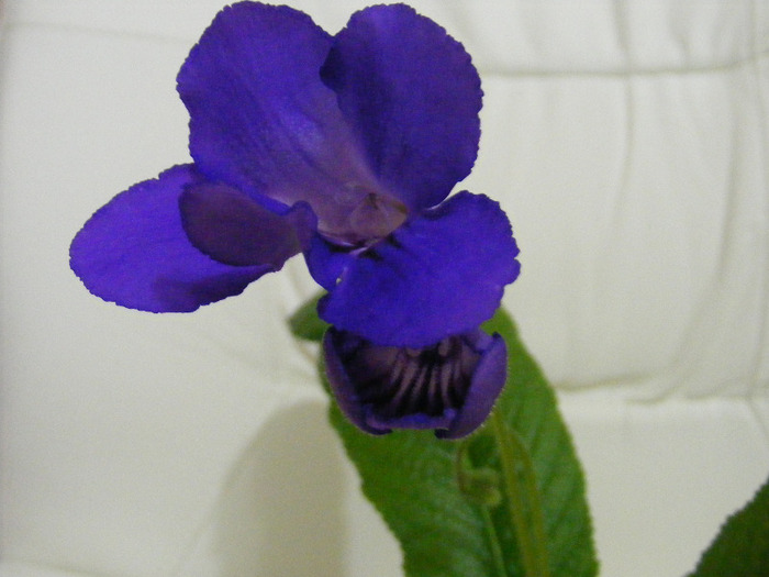  - streptocarpus violet