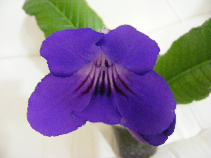  - streptocarpus violet