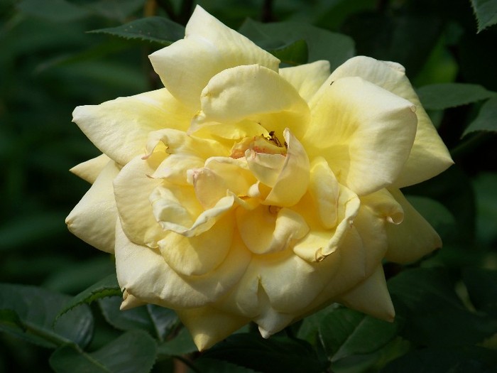 100_6220 - 27 31 Mai 2011
