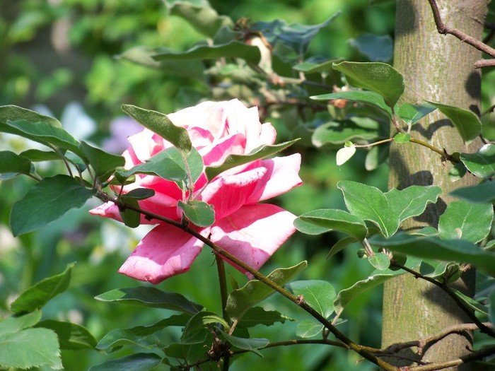 100_6233 - 27 31 Mai 2011