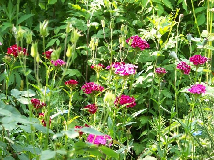 100_6239 - 27 31 Mai 2011