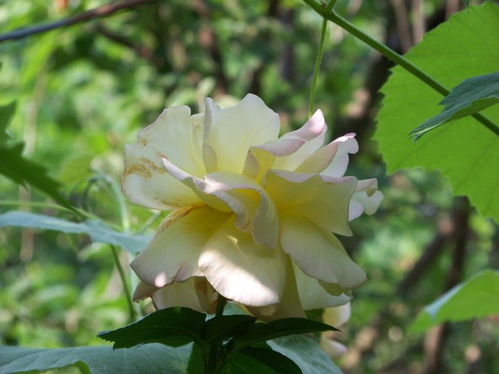 100_6240 - 27 31 Mai 2011