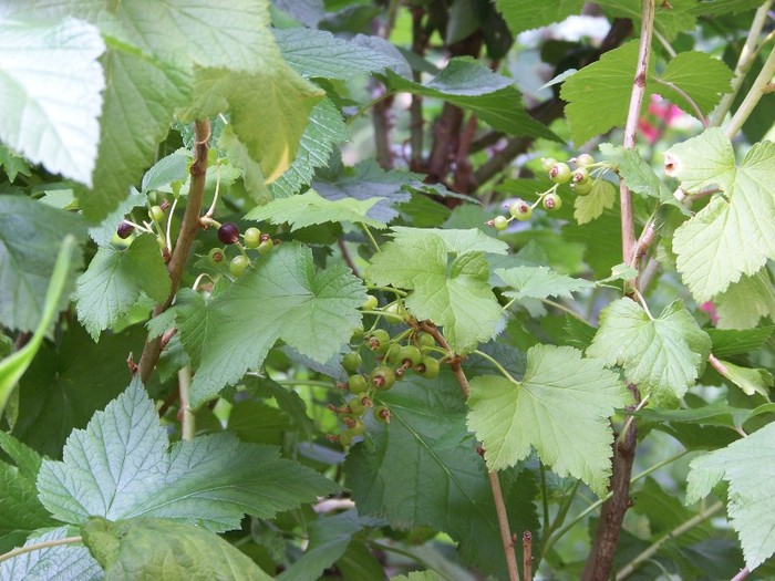100_6241 - 27 31 Mai 2011