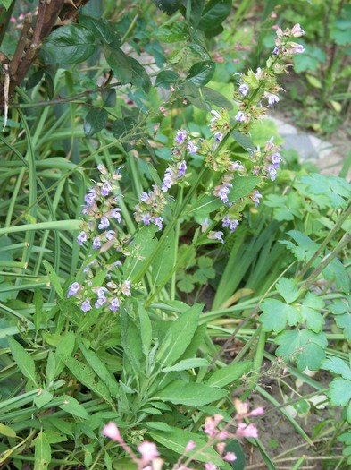 100_6248 - 27 31 Mai 2011