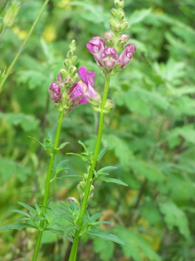 100_6254 - 27 31 Mai 2011