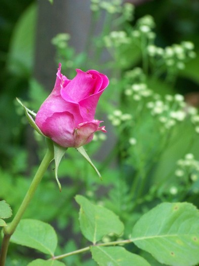 100_6260 - 27 31 Mai 2011