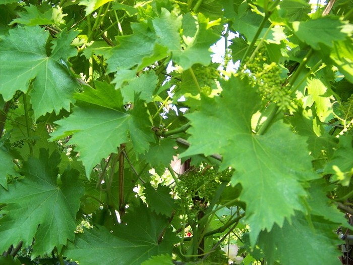 100_6265 - 27 31 Mai 2011