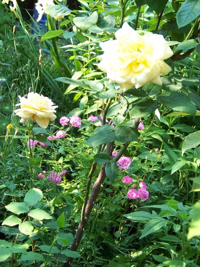 100_6269 - 27 31 Mai 2011