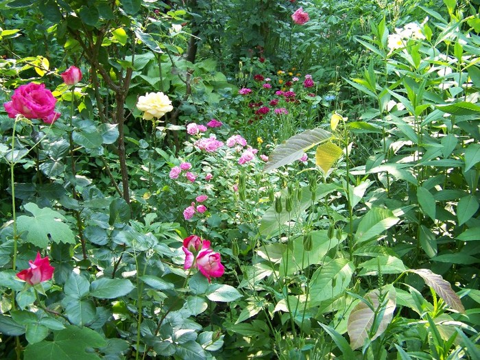 100_6271 - 27 31 Mai 2011