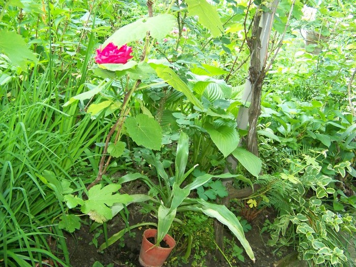 100_6284 - 27 31 Mai 2011