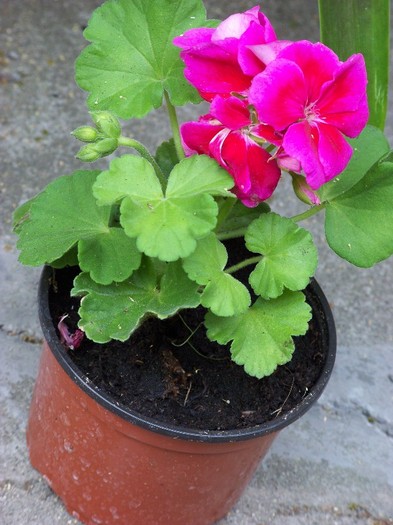 100_6214 - Flori 2011