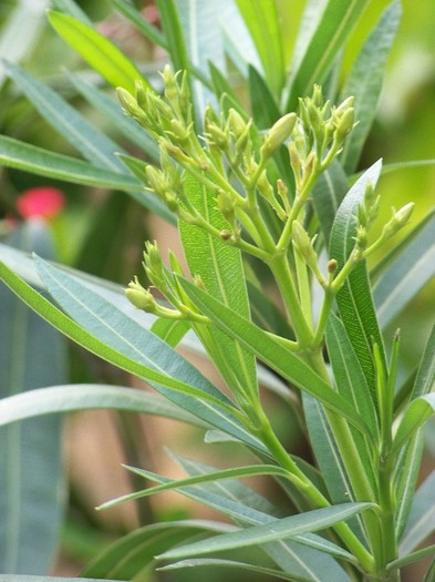 100_6216 - Flori 2011