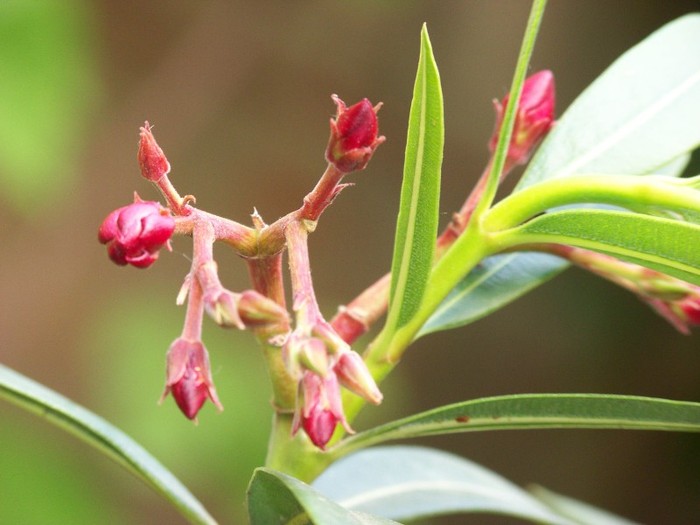 100_6219 - Flori 2011