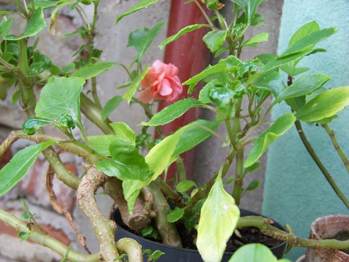 100_6223 - Flori 2011