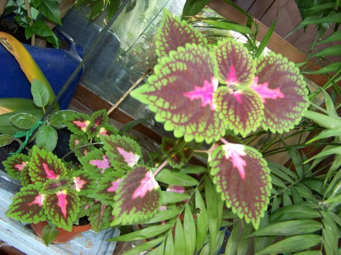 100_6226 - Flori 2011