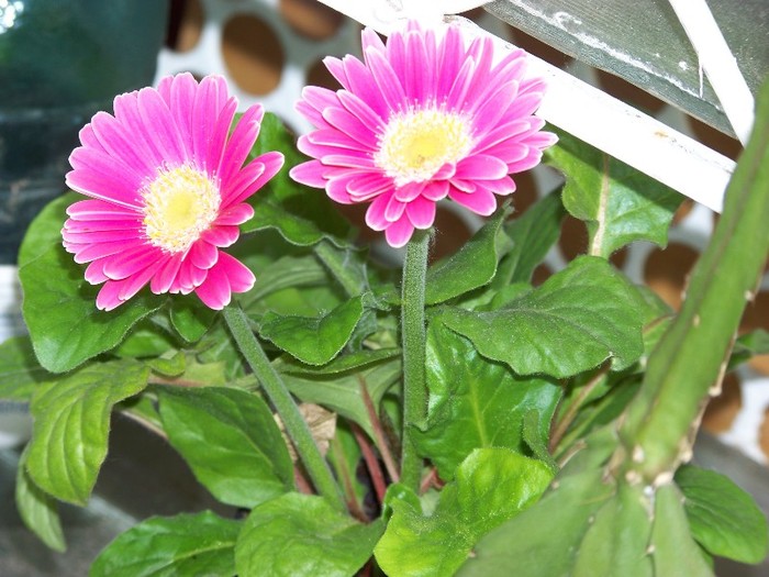 100_6231 - Flori 2011
