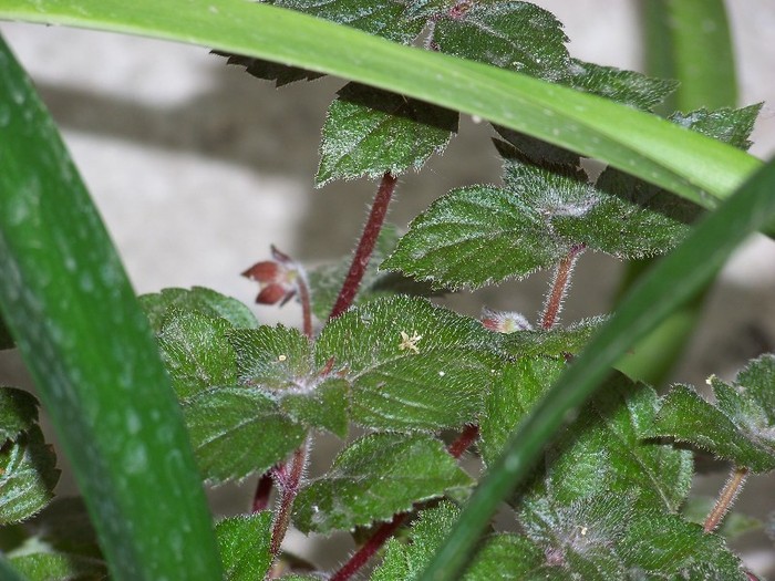 100_6237 - Flori 2011
