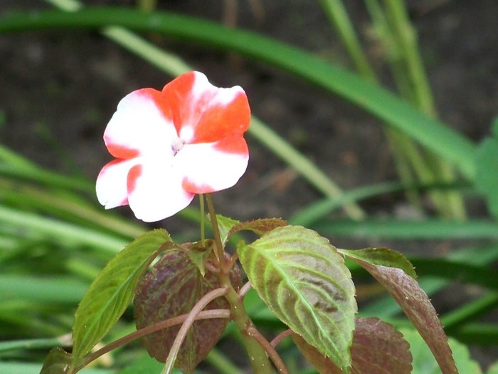 100_6246 - Flori 2011