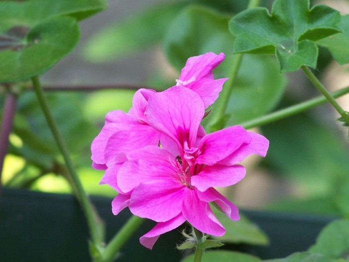 100_6247 - Flori 2011