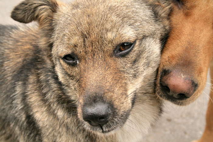 IMG_1370 - de prin natura adunate