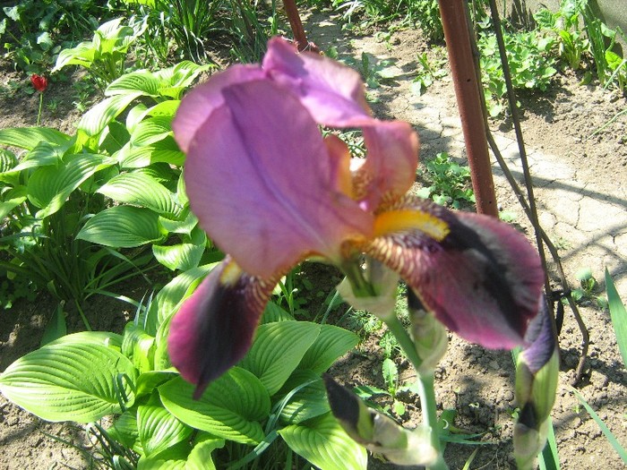 iris - gradina 30 iunie 2011