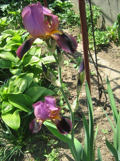 iris - gradina 30 iunie 2011