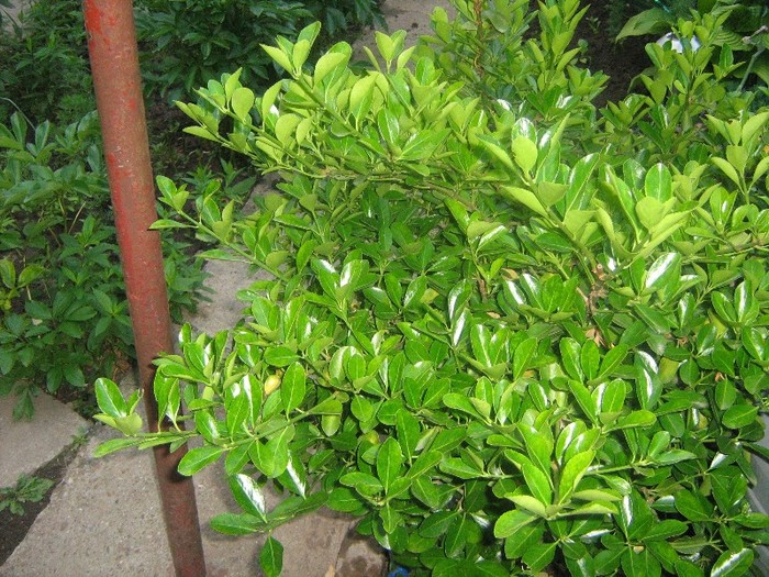 buxus - gradina 30 iunie 2011