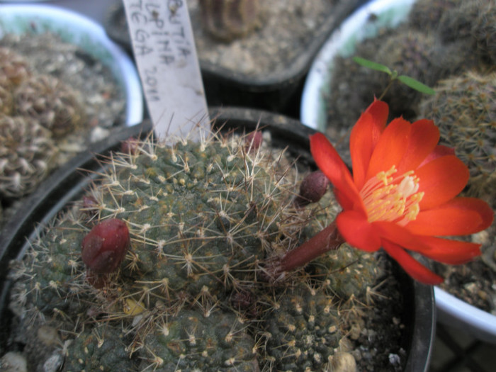 Rebutia vulpina - 30.04.2011 - Rebutia