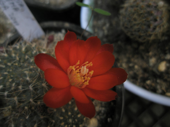 Rebutia vulpina - floare - Rebutia