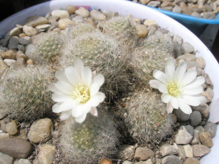 Rebutia cv. Snow White