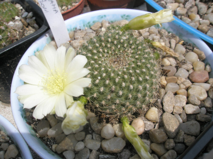 Rebutia kariusiana - 19.05 - Rebutia