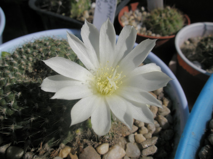 Rebutia kariusisna - floare 15.05