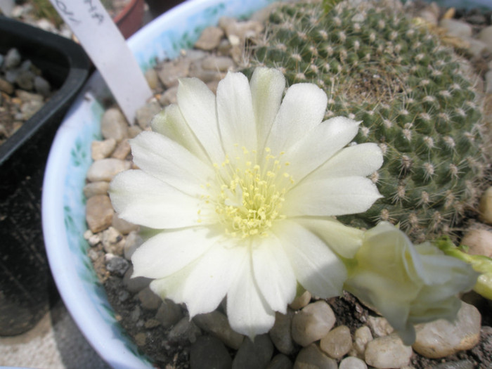 Rebutia kariusiana - floare - Rebutia