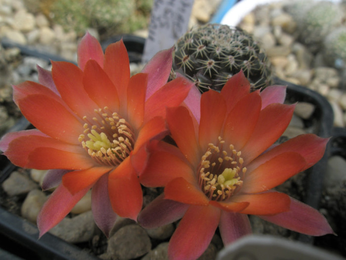 Rebutia pygmaea v. orurensis - floare - Rebutia