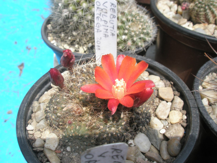 Rebutia vulpina - 19.05 - Rebutia