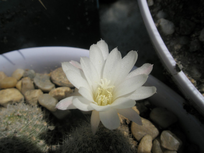 Rebutia cv. Snow White - floare - Rebutia