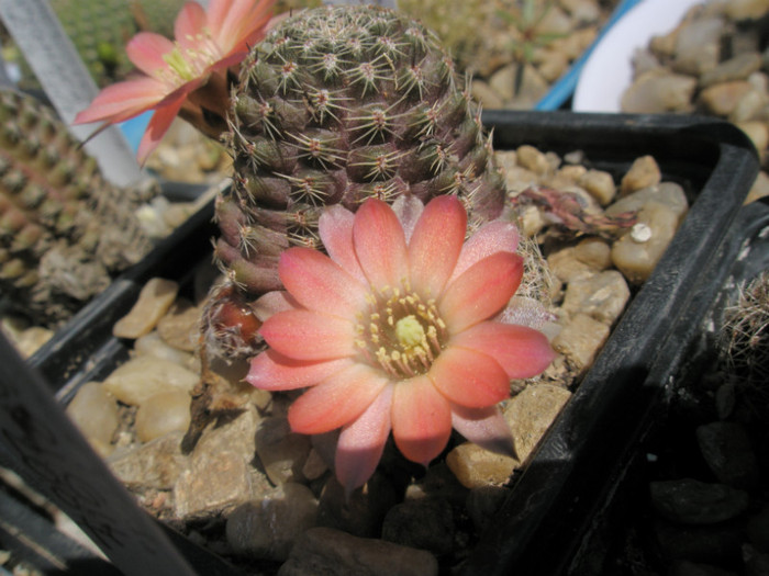 Rebutia pygmaea v. ellegantula - 24.05